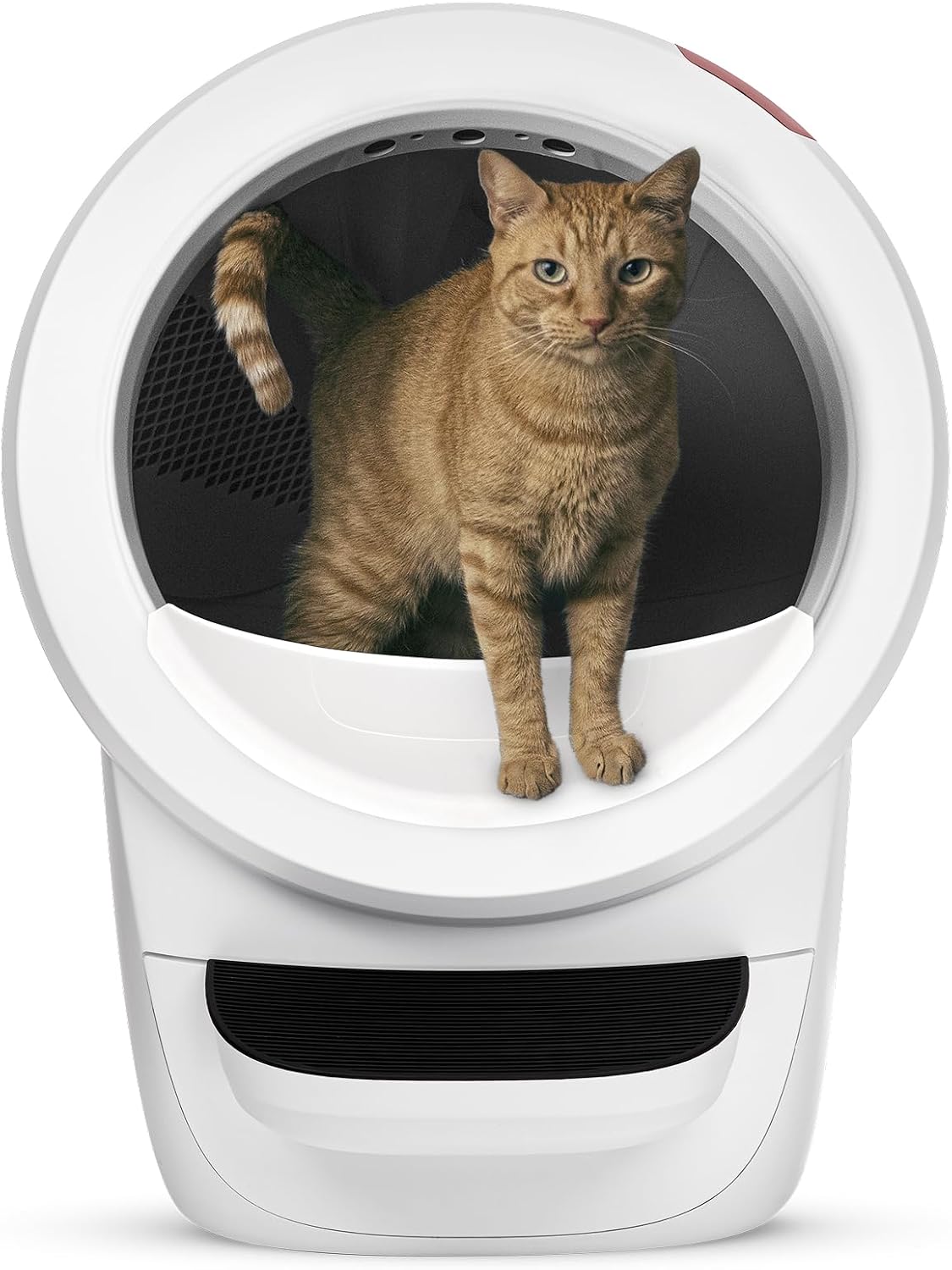 Original retailer image of the white Litter-Robot 4 with a tabby cat at its front entrance.