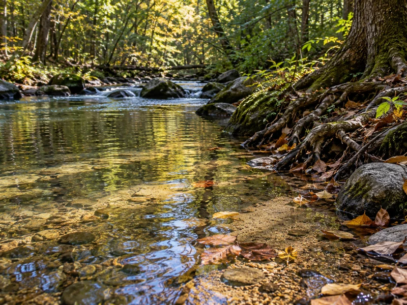 A generic forest stream edge shows roots, stones, shallow water and fallen leaves.
